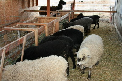 Girls at the feedbunk