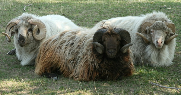 The Big Boys Relaxing