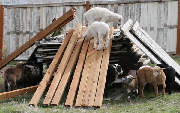 King of the woodpile game