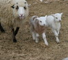 Boo with 2007 lambs (Rufous and Savannah)