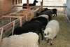 Girls at the feedbunk